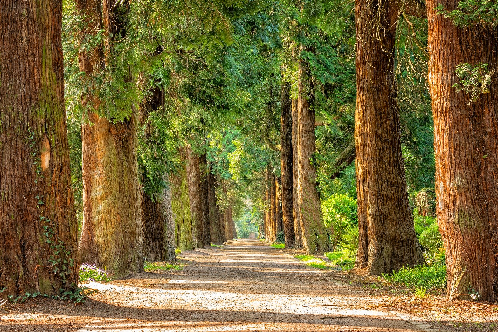 Trees-background